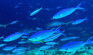 Caesio varilineata, Pterocaesio tile, Caesio xanthonota, Carcharhinus amblyrhynchos