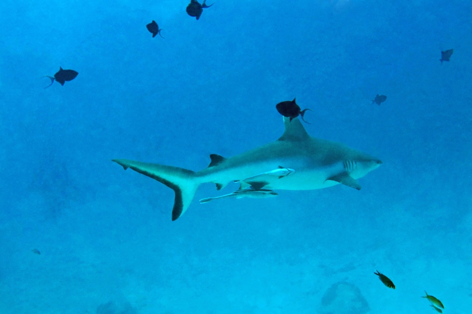 Carcharhinus amblyrhynchos, Rémora rayé, Odonus niger