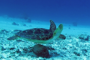 Chelonia mydas