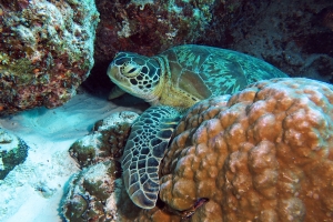 Chelonia mydas