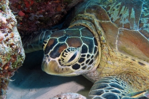 Chelonia mydas