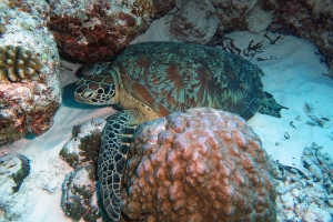 Chelonia mydas