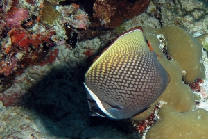 Chaetodon collare