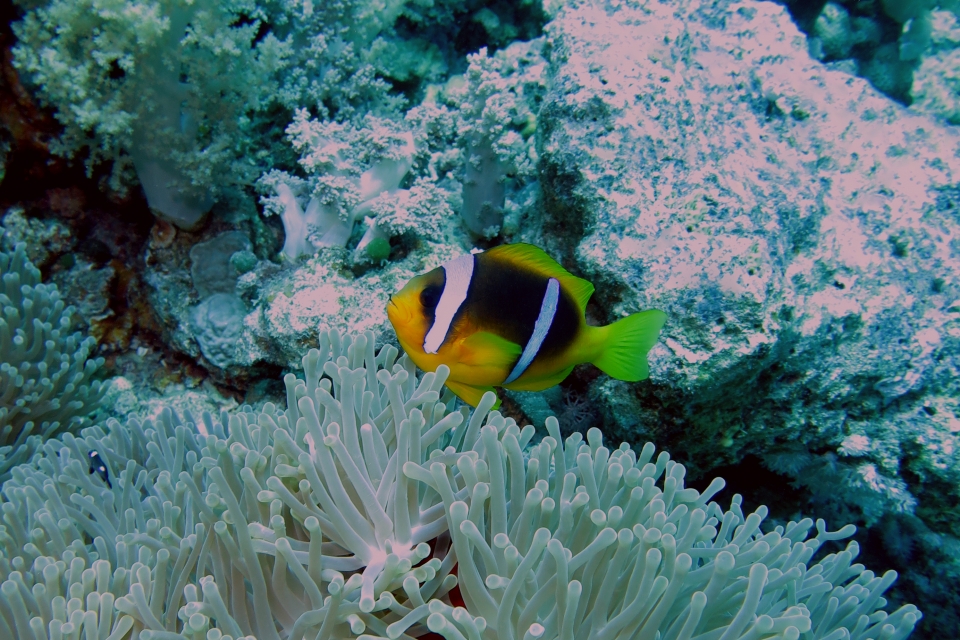 Amphiprion bicinctus