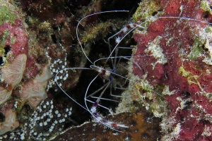 Stenopus hispidus