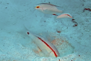 Parupeneus barberinus, Scolopsis bilineata