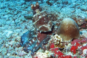 Octopus cyanea