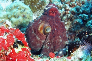 Octopus cyanea