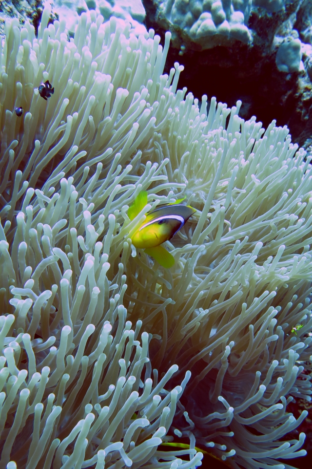 Amphiprion bicinctus