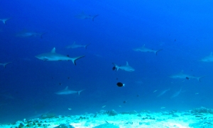 Carcharhinus amblyrhynchos