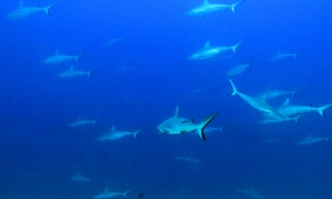 Carcharhinus amblyrhynchos