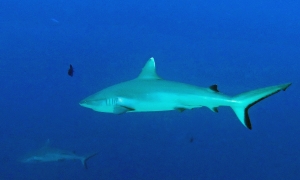 Carcharhinus amblyrhynchos