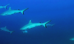 Carcharhinus amblyrhynchos