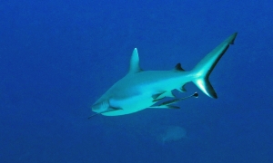 Carcharhinus amblyrhynchos, Echeneis naucrates