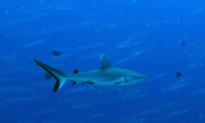 Carcharhinus amblyrhynchos, Sphyraena forsteri