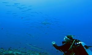 Carcharhinus amblyrhynchos, Sphyraena forsteri, Elagatis bipinnulata, Caesio xanthonota