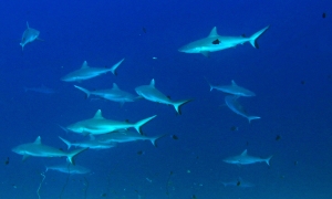 Carcharhinus amblyrhynchos