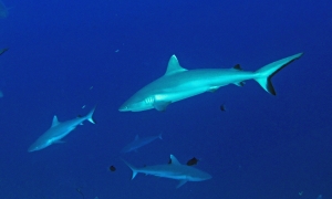 Carcharhinus amblyrhynchos