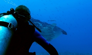 Rhincodon typus, Echeneis naucrates