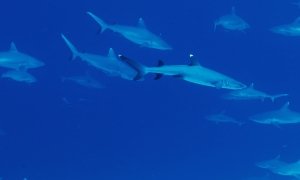 Carcharhinus amblyrhynchos, Triaenodon obesus