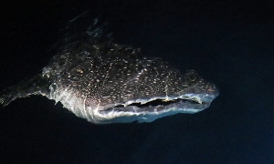 Rhincodon typus