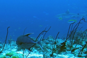 Caranx lugubris, Carcharhinus amblyrhynchos, Caesio xanthonota