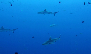 10 IMG_1332+ 8h12 Carcharhinus amblyrhynchos (2-2,50m, Requin gris de récif)