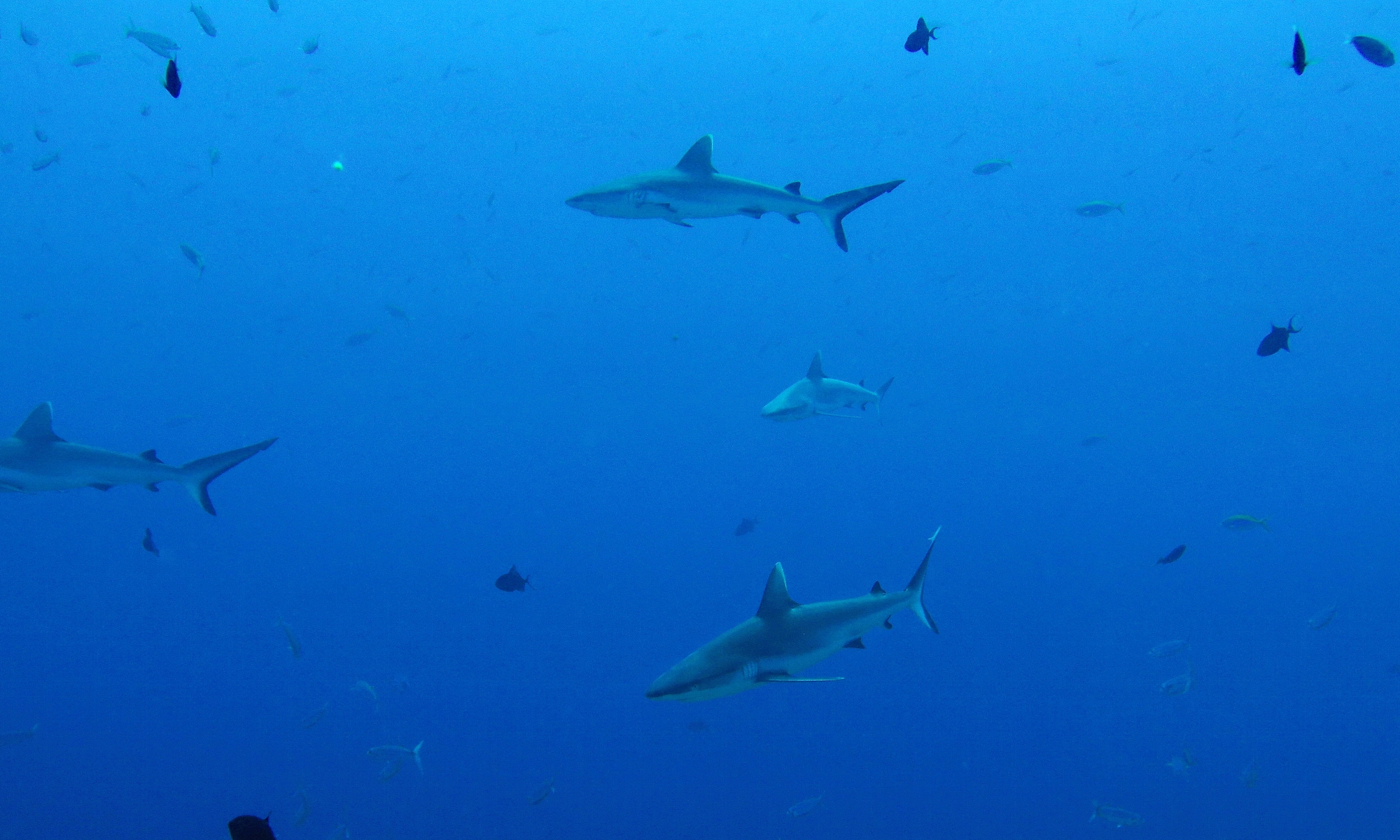 10 IMG_1332+ 8h12 Carcharhinus amblyrhynchos (2-2,50m, Requin gris de récif)