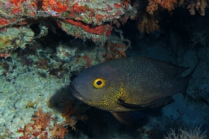 Macolor macularis