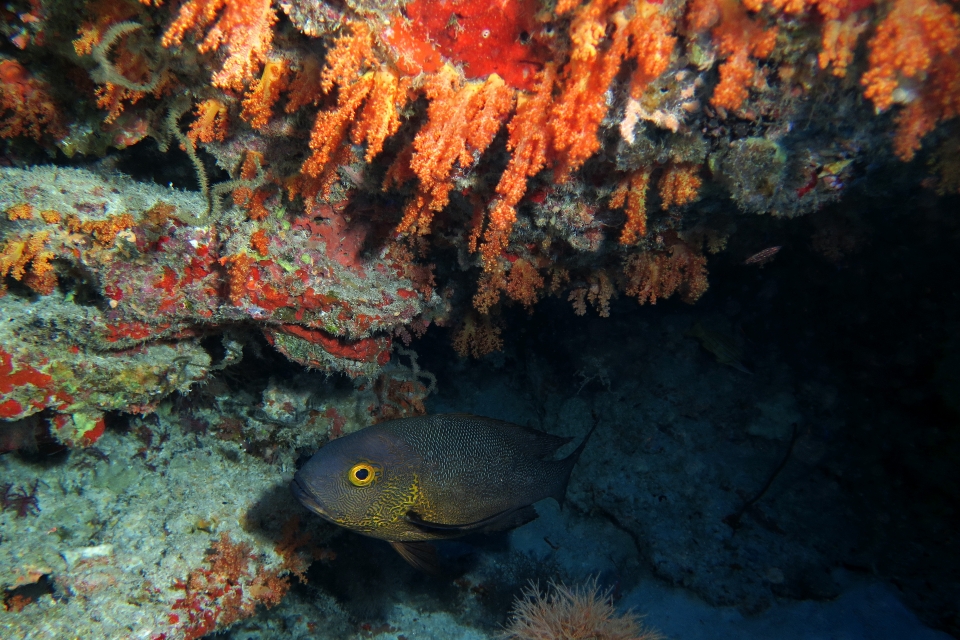 Macolor macularis