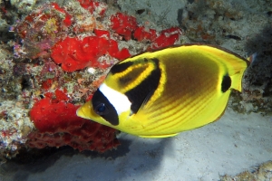 Chaetodon lunula