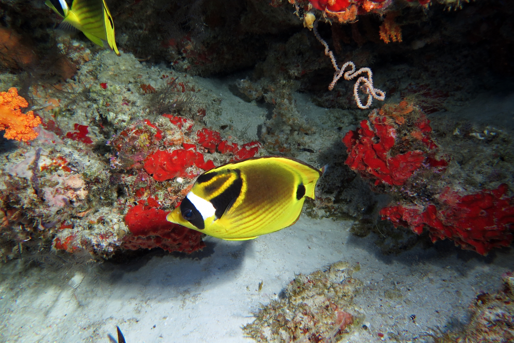 Chaetodon lunula