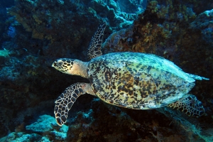 Eretmochelys imbricata