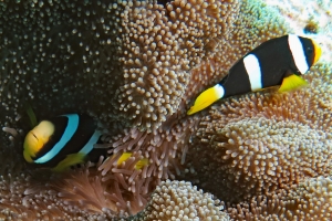 Amphiprion clarkii, Stichodactyla haddoni ou Stichodactyla mertensii