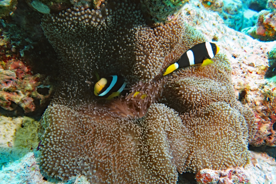 Amphiprion clarkii, Stichodactyla haddoni ou Stichodactyla mertensii