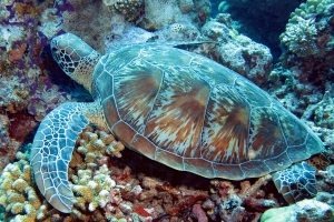 Chelonia mydas