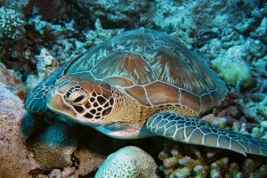 Chelonia mydas