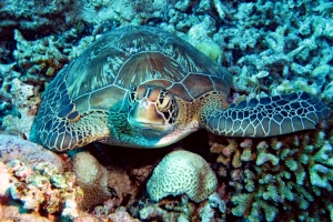 Chelonia mydas