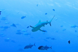 Carcharhinus amblyrhynchos