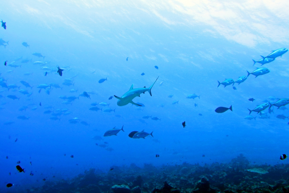 Carcharhinus amblyrhynchos