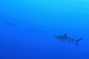 Carcharhinus amblyrhynchos