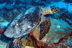 Eretmochelys imbricata