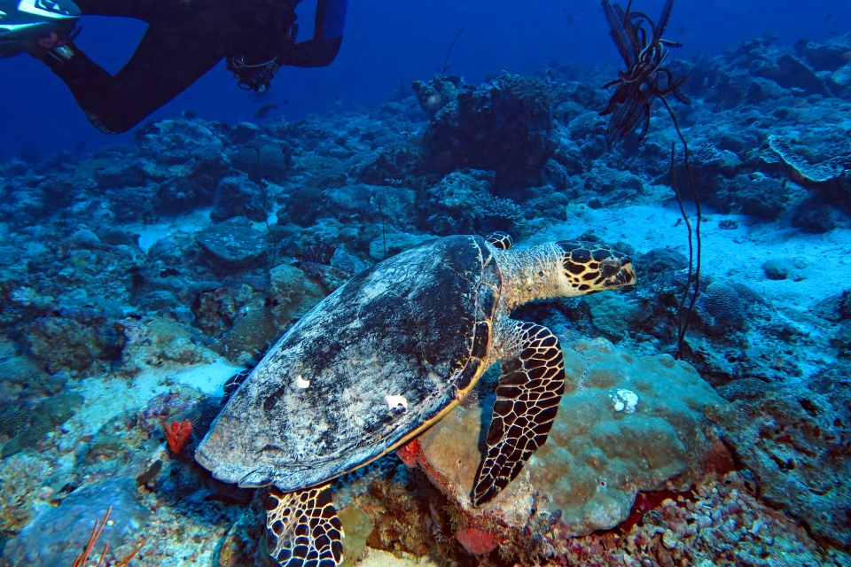 Eretmochelys imbricata