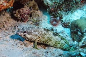 Epinephelus spilotoceps