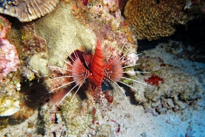 Pterois antennata