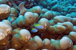 Pseudanthias evansi, Porites lobata