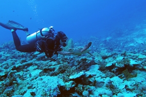 Eretmochelys imbricata