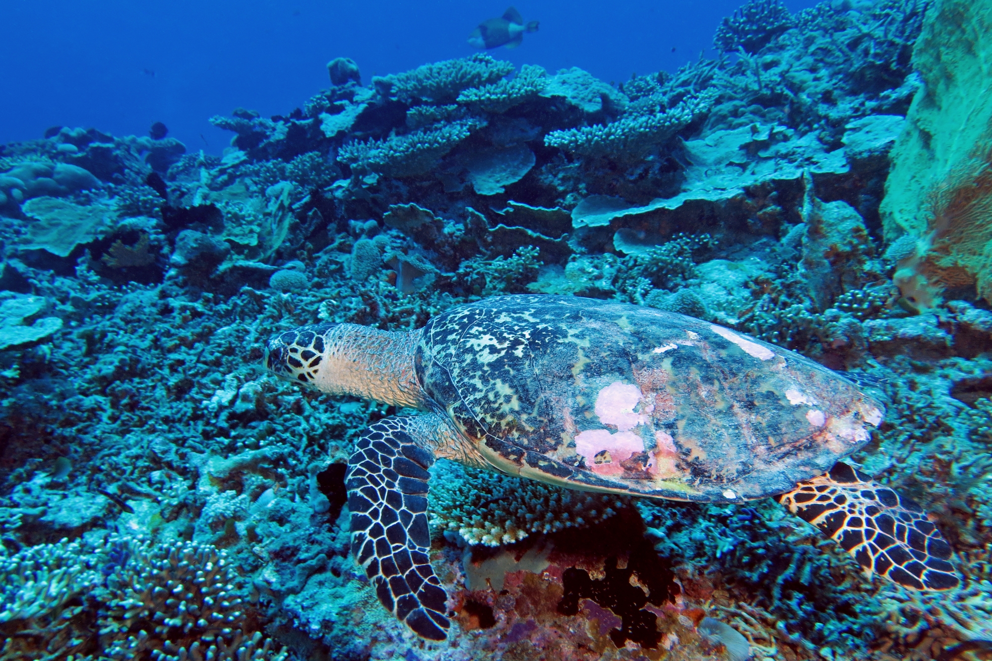 Eretmochelys imbricata