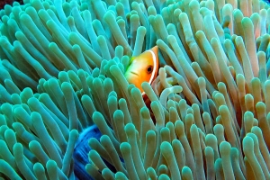 Amphiprion nigripes, Heteractis magnifica