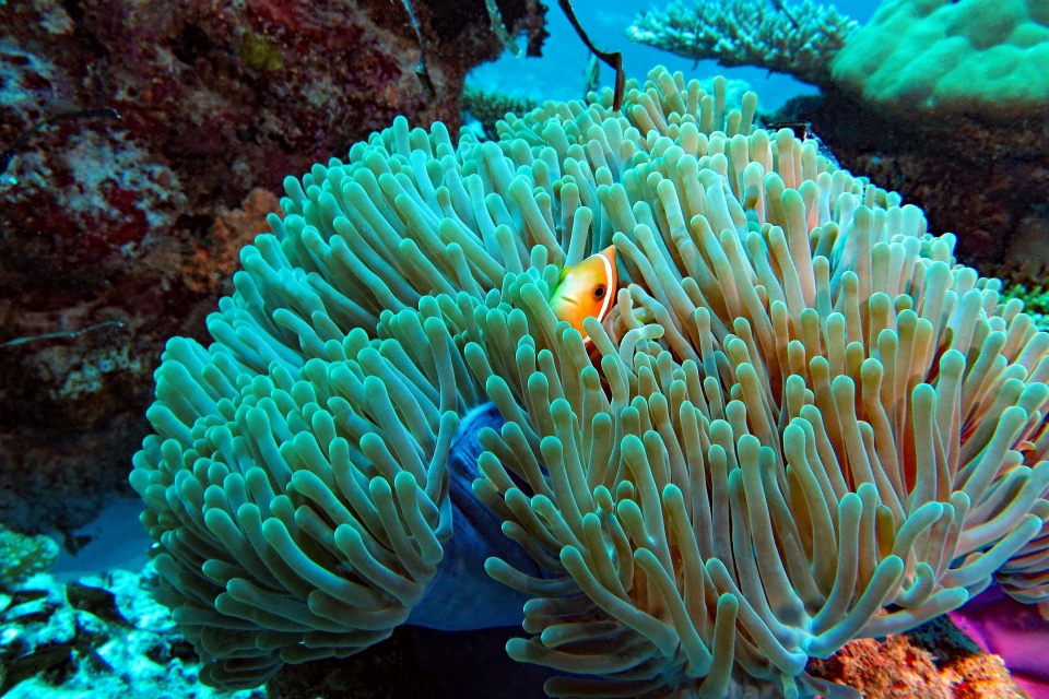 Amphiprion nigripes, Heteractis magnifica